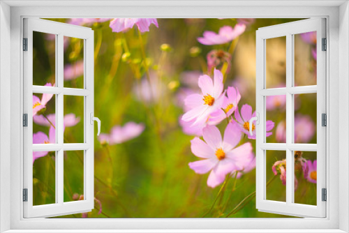 Fototapeta Naklejka Na Ścianę Okno 3D - beautiful   pink  Cosmea on green background