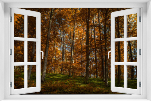 Fototapeta Naklejka Na Ścianę Okno 3D - Oak forest
