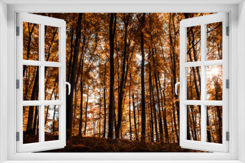 Fototapeta Naklejka Na Ścianę Okno 3D - Oak forest