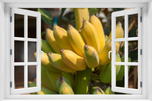 Fototapeta Naklejka Na Ścianę Okno 3D - Cultivated banana, Yellow and green banana