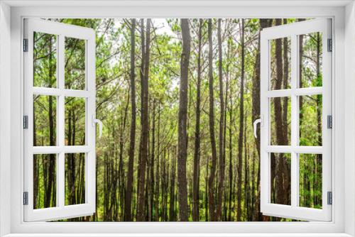 Fototapeta Naklejka Na Ścianę Okno 3D - The beauty of pine forest