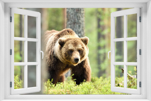 Fototapeta Naklejka Na Ścianę Okno 3D - brown bear powerful pose in forest at summer