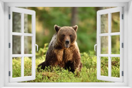 Fototapeta Naklejka Na Ścianę Okno 3D - brown bear sitting in forest scenery