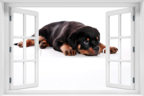 Fototapeta Naklejka Na Ścianę Okno 3D - Rottweiler puppy.