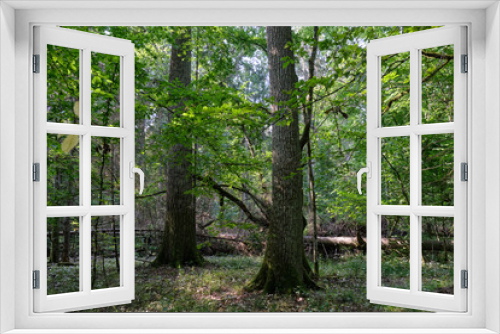 Fototapeta Naklejka Na Ścianę Okno 3D - Deciduous stand with hornbeams and oaks