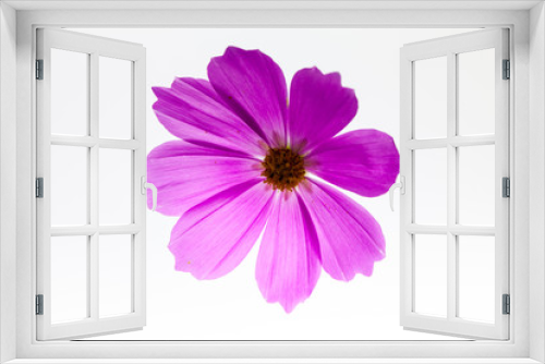 Fototapeta Naklejka Na Ścianę Okno 3D - On light box view of pink cosmos flower 