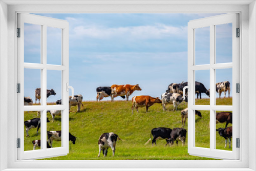 Fototapeta Naklejka Na Ścianę Okno 3D - many cows of different colors on a green hill graze on a summer day