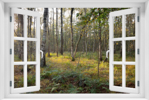 Fototapeta Naklejka Na Ścianę Okno 3D - Birkenwald, Venner Moor, Münsterland, Nordrhein-Westfalen, Deutschland, Europa