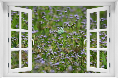 Fototapeta Naklejka Na Ścianę Okno 3D - Purple grass