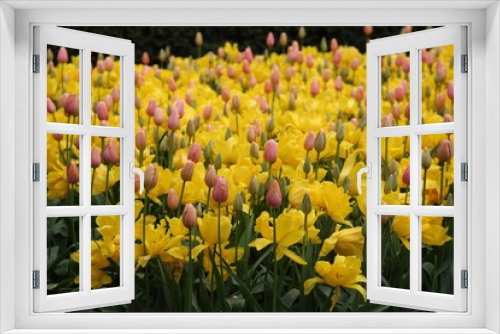 Fototapeta Naklejka Na Ścianę Okno 3D -  A colourful field of blooming spring tulips in the Keukenhof gardens, Lisse, Holland