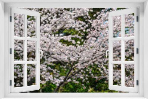 Fototapeta Naklejka Na Ścianę Okno 3D - Cherry blossom in Tokyo, Japan