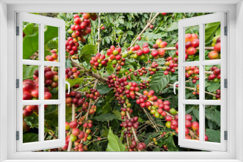 Fototapeta Naklejka Na Ścianę Okno 3D - THAILAND MAE SAI COFFEE PLANTATION
