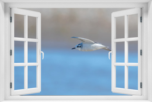 Fototapeta Naklejka Na Ścianę Okno 3D - Little gull (Hydrocoloeus minutus or Larus minutus), Crete 