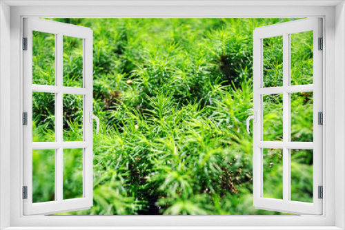 Fototapeta Naklejka Na Ścianę Okno 3D - Green juniper twigs close up detail, top view, natural organic background