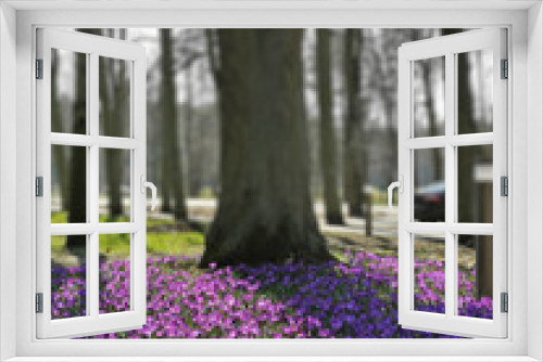 Fototapeta Naklejka Na Ścianę Okno 3D - First spring flowers crocus in park lilac and white color on green grass Beautiful Blossom Floral nature background.