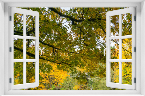 Fototapeta Naklejka Na Ścianę Okno 3D - Autumn Trees From Below 2
