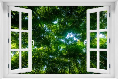 Fototapeta Naklejka Na Ścianę Okno 3D - Green Japanese bamboo forest