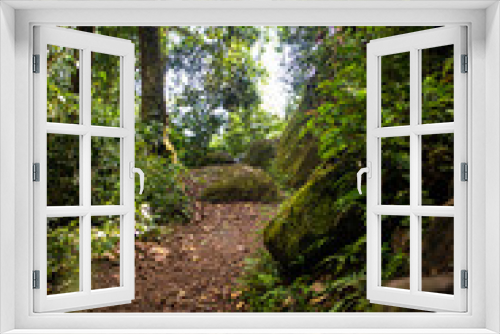 Fototapeta Naklejka Na Ścianę Okno 3D - A warm quiet jungle trail in the deep forests of Panama