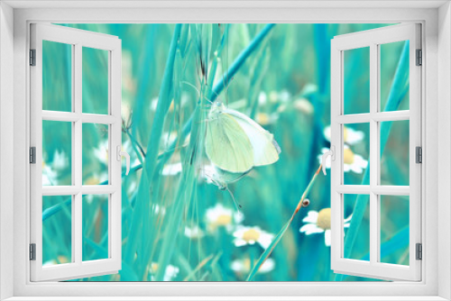 Fototapeta Naklejka Na Ścianę Okno 3D - Closeup beautiful butterfly sitting on the flower.