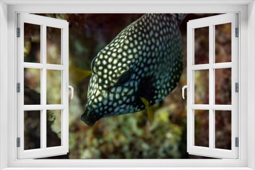 Fototapeta Naklejka Na Ścianę Okno 3D - Smooth Trunkfish searching for food
