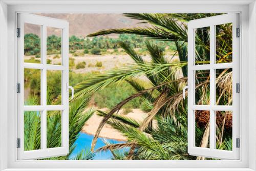 Fototapeta Naklejka Na Ścianę Okno 3D - Date Palm in Draa valley oasis, Morocco. With selective focus.