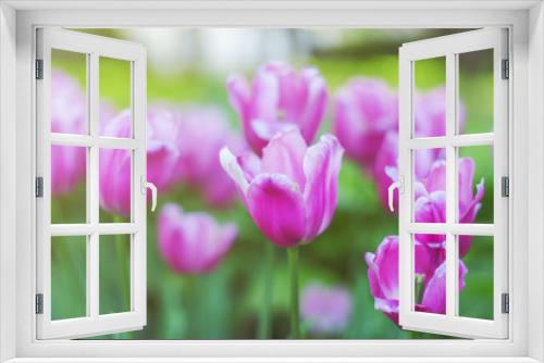 Fototapeta Naklejka Na Ścianę Okno 3D - Delicate tulip flowers close-up. Pink with white petals. Tulip field in spring. Colorful gentle spring landscape. Natural soft background for design, free space for text