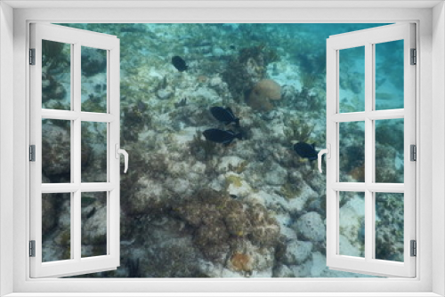 Fototapeta Naklejka Na Ścianę Okno 3D - Fluttery Black Fish in Coral Reef