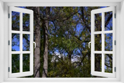 Fototapeta Naklejka Na Ścianę Okno 3D - tree in the park
