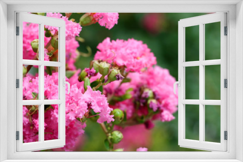 Fototapeta Naklejka Na Ścianę Okno 3D - Blooming pink flowers.Springtime in the park.Background for design.Summer of spring time.Fresh and bright greenery.