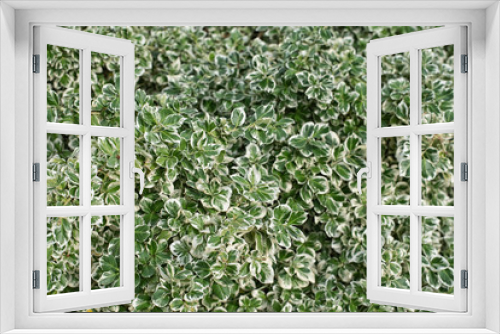 Fototapeta Naklejka Na Ścianę Okno 3D - Pattern of green and white branches and leaves