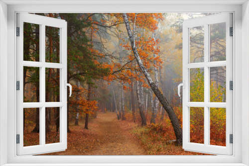 Fototapeta Naklejka Na Ścianę Okno 3D - Forest. Autumn. Fog enveloped the trees. Leaves and grass dressed in autumn outfits