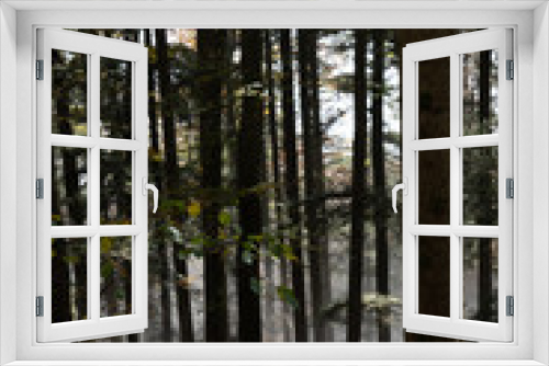 Fototapeta Naklejka Na Ścianę Okno 3D - Herbststimmung im Wald mit Nebelschwaden