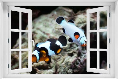 Fototapeta Naklejka Na Ścianę Okno 3D - Mated Clownfish