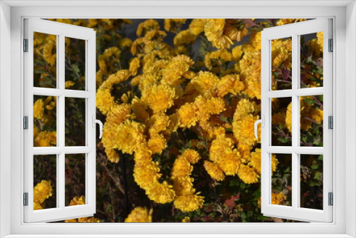 Fototapeta Naklejka Na Ścianę Okno 3D - Flower Chorus-424