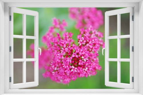 Fototapeta Naklejka Na Ścianę Okno 3D - Kwiaty na łące