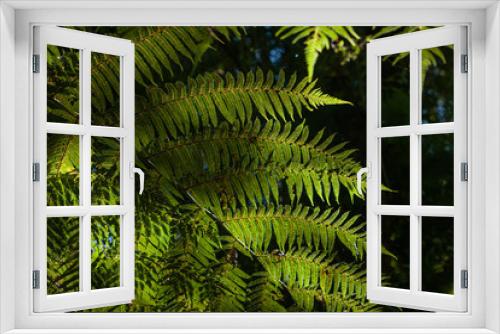 Fototapeta Naklejka Na Ścianę Okno 3D - Ferns. Forest Westcoast South Island New Zealand. Ferns. Tropical forest. Near Franz Jozef Glacier