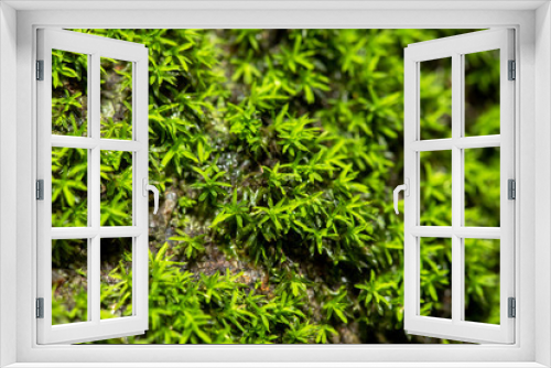 Fototapeta Naklejka Na Ścianę Okno 3D - close up of green moss in nature background.