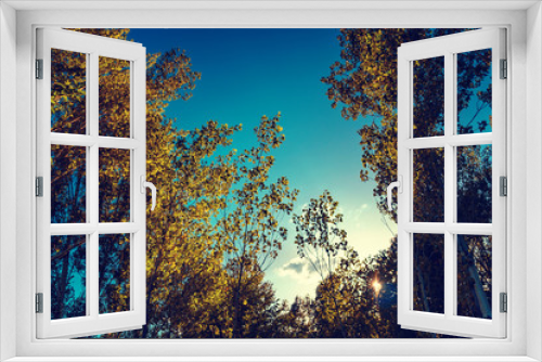 Fototapeta Naklejka Na Ścianę Okno 3D - sky through the trees