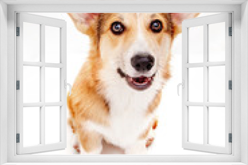 Fototapeta Naklejka Na Ścianę Okno 3D - Corgi dog in the studio on a white background