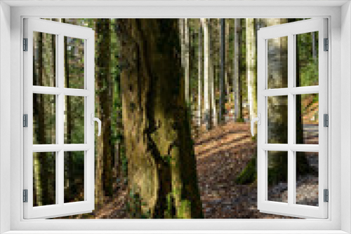 Fototapeta Naklejka Na Ścianę Okno 3D - Wald auf dem Bürgenstock, Nidwalden, Schweiz