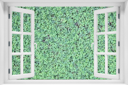 Fototapeta Naklejka Na Ścianę Okno 3D - real green grass background 