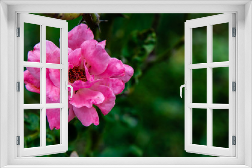 Fototapeta Naklejka Na Ścianę Okno 3D - beautiful pink rose against blurred background. natural beauty concept