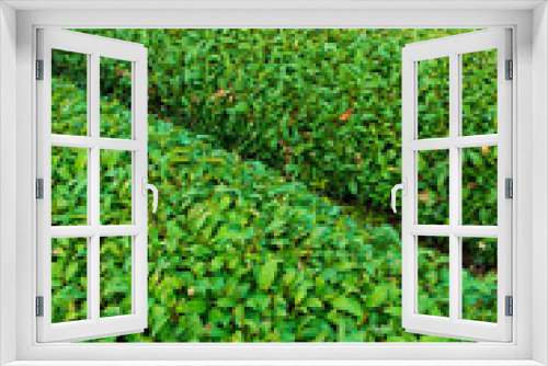 Fototapeta Naklejka Na Ścianę Okno 3D - Beautiful green  tea plantation at Japan