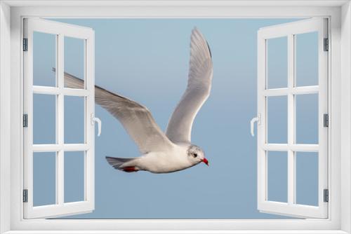 Fototapeta Naklejka Na Ścianę Okno 3D - Mediterranean Gull Flying