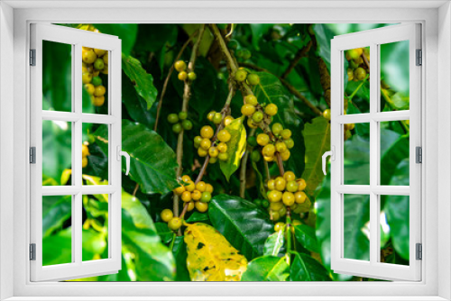 Fototapeta Naklejka Na Ścianę Okno 3D - Coffee beans ripening on tree in North of thailand. fresh coffee cherry