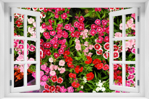 Fototapeta Naklejka Na Ścianę Okno 3D - Multi Color flower background Soft Focus