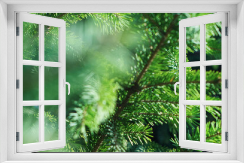 Fototapeta Naklejka Na Ścianę Okno 3D - green pine coniferous spruce branch needle closeup