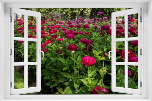 Fototapeta Naklejka Na Ścianę Okno 3D - Flowerbed of purple and red flowers with green leaves in the alley of the park