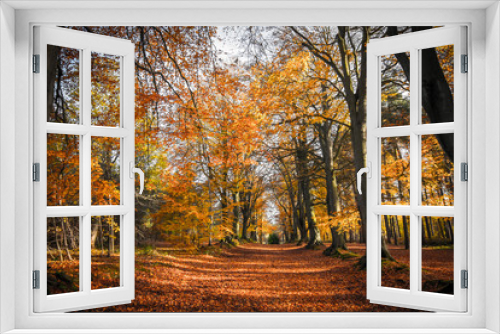 Fototapeta Naklejka Na Ścianę Okno 3D - Autumn Trees