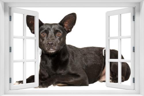 Fototapeta Naklejka Na Ścianę Okno 3D - cão, vira-latas, doméstico, dócil, animal de estimação